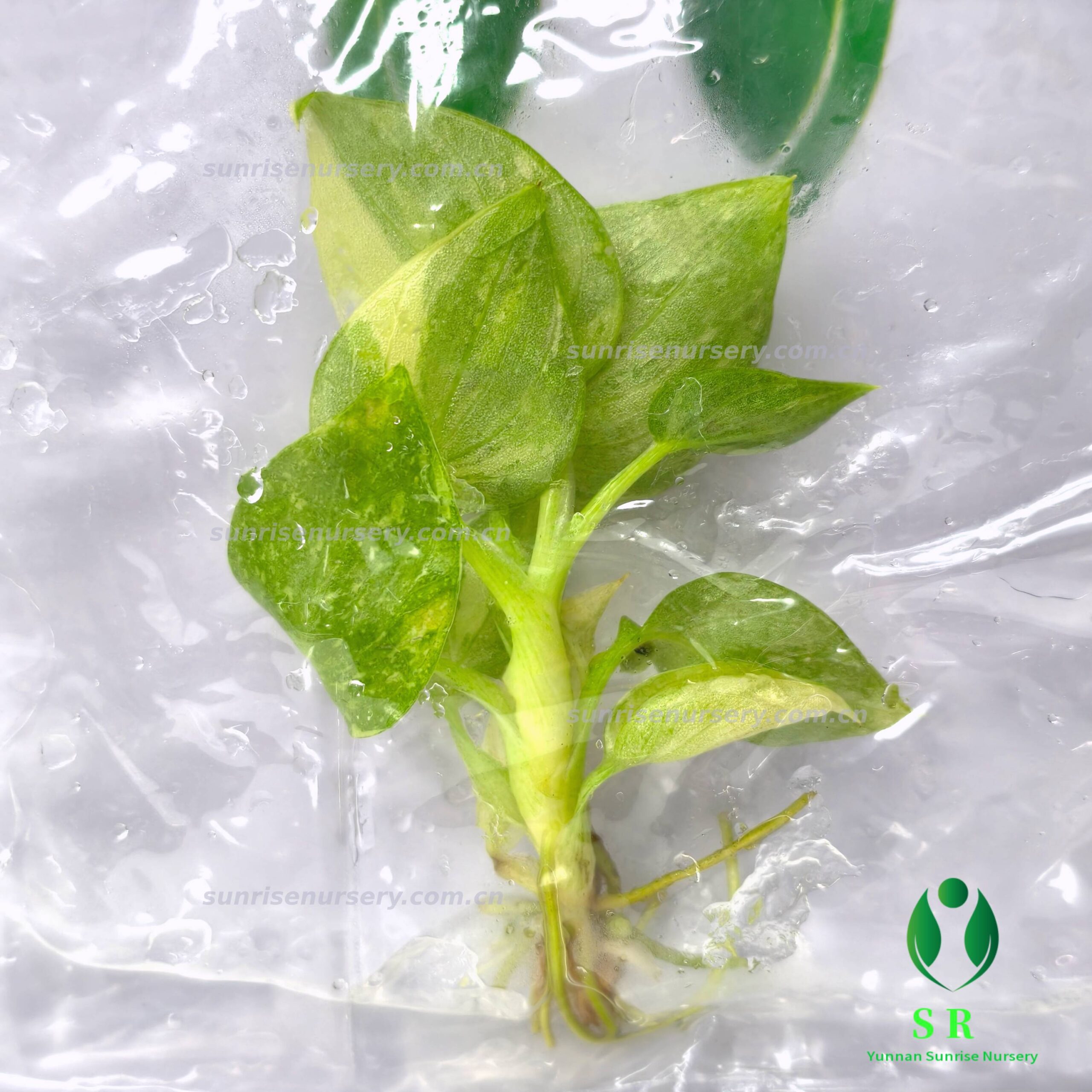 hoya plants Hoya Krimson Queen