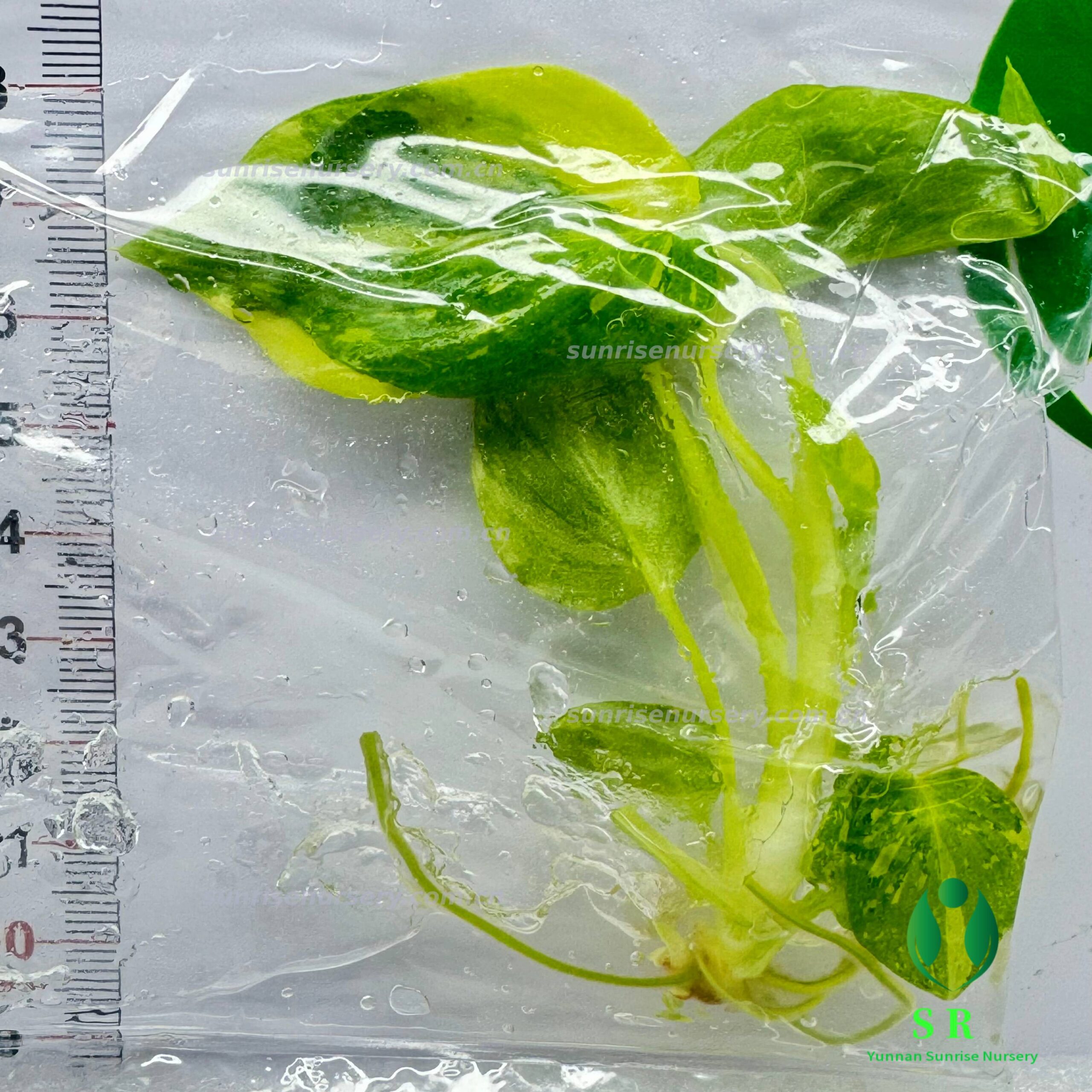 climber plants for walls Plant Climbing Wall Fixture Clips – House Plant Paradise main image 0