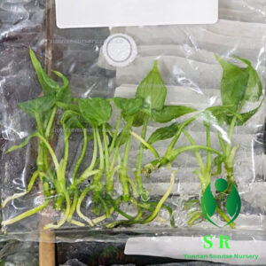 Anthurium Macrolobium