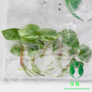 Anthurium Luxurians Origin