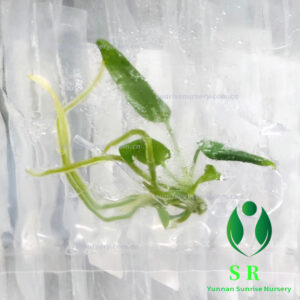 Anthurium Pallidiflorum