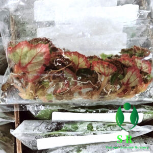 Begonia Carnival