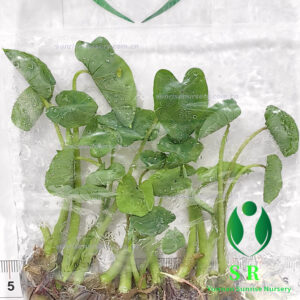 Colocasia Esculenta White Lava